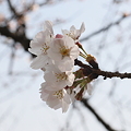 10年　桜　8分咲き