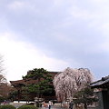 2010-03-28 千本釈迦堂