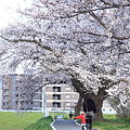 2010-04-03 賀茂川＆相国寺