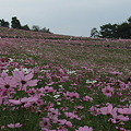 昭和記念公園・秋桜の丘