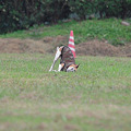 CLCC lure coursing 2010 3rd afternoon
