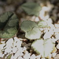 Cyclamen hederifolium（Silver Leaf）