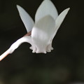Cyclamen hederifolium(White)
