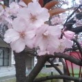平成19年・造幣局「桜の通り抜け」