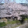 平成19年・桜咲く頃の京都