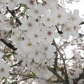 20070408桜