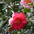 2011 04 桜