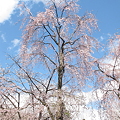弘前公園　桜まつり　２０１１