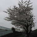20070330中川の桜