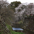 2012桜