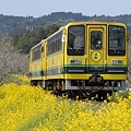 20120401_いすみ鉄道と菜の花