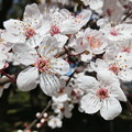 季節 ： 2月〜春草花