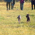 2009/01/11 小型犬限定ルアーコーシング
