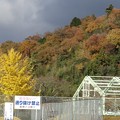 篠山・城東支所前　大銀杏（2012.11.18.）