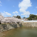 姫路城の桜　２０１３