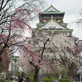 2013年3月31日 大阪城の桜、曇り