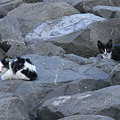 城南島海浜公園の猫