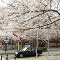 三渓園と本牧の桜を見てきました。