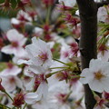 2014-04-07川沿いの桜