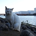 大井埠頭中央海浜公園の猫