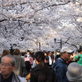 東京　桜
