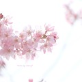 桜　２０１５〜