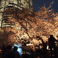 桜 2015 六本木～目黒川
