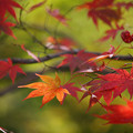 01_神戸市立森林植物園　紅葉（2015年11月22日）