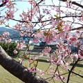 2016_河津桜