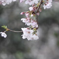 桜まつりと入学式