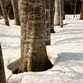 雪解けは樹から / 北海道