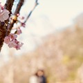 徳島 西部公園の桜