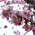 桜3 / 北海道