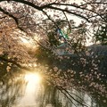 小田原城の桜 2019