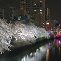 大岡川夜桜20210327