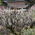 京都城南宮のしだれ梅