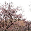 20190210 大室山の桜