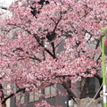 20190210 熱海桜