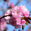 桜コレクション2022