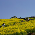 02_神戸総合運動公園の菜の花（2023年3月12日）