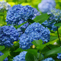 01_神戸市立森林植物園　紫陽花散策（2023年6月17日）