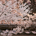 勧修寺・醍醐寺の桜