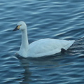 2011-12-24 - 白鳥と青空