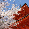 和歌山の桜