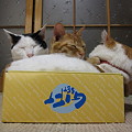 猫ブログ用　2009年1月〜