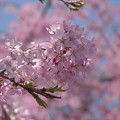 2005年4月9日　箱根宮城野の桜並木