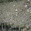2013年4月4日　箱根宮城野早川沿いの桜並木