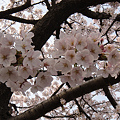 桜の写真（船橋市内）