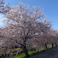 4.5桜と菜の花と川と空と〜