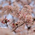 *2016* 桜 (新横浜公園・岸根公園)